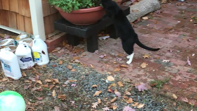 Randy the cat