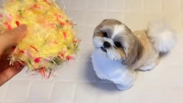 🔴 Amazing Cute Baby Puppy and Puppies Paying | Funny Dog Videos