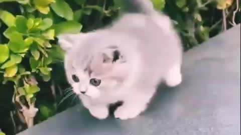 Cute Cat videos Shorts_funny_video_cat_and_dog training videos