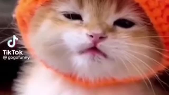 Cute Cat Yeeaaaaay