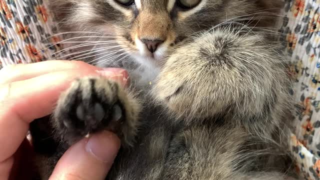 Animal pet cat video funy