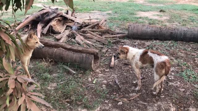 Amazing Dogs Fighting For Help other Dog on Street