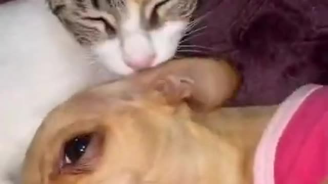 🤣 Funniest 🐶 Dogs and Cats 😻 - Awesome Funny Pet Animals Videos 😇 #short