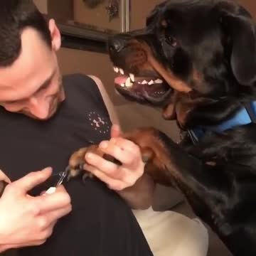 Funny Dog Gets Nails Clipped