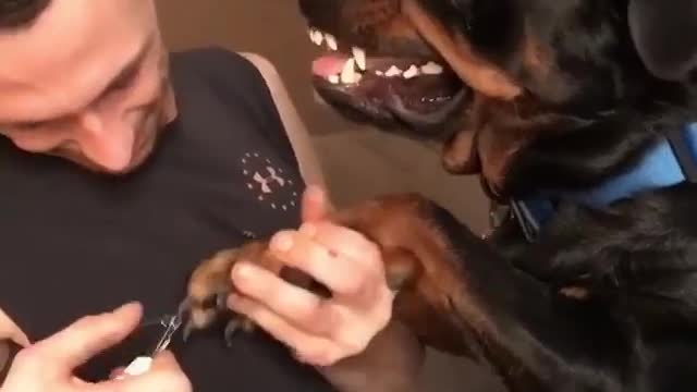 Funny Dog Gets Nails Clipped