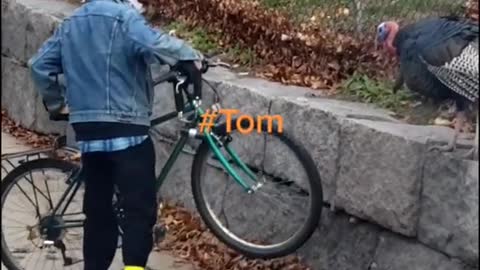 Territorial Turkey Causes Cyclist Trouble