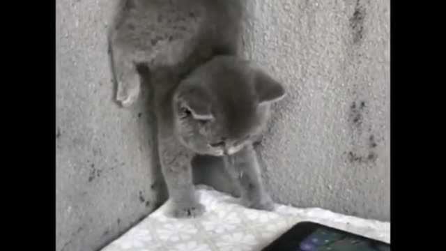 Frightened kitten