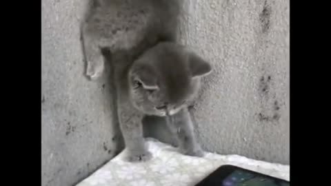 Frightened kitten