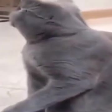 2021 cute pupps and kittens #3