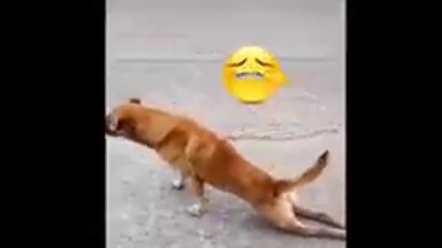 Try Not To Laugh To Hard When you see this doog funny video