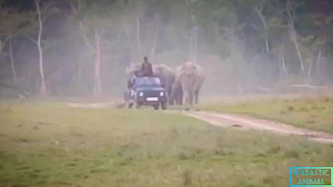 Elephant attack on Tourists