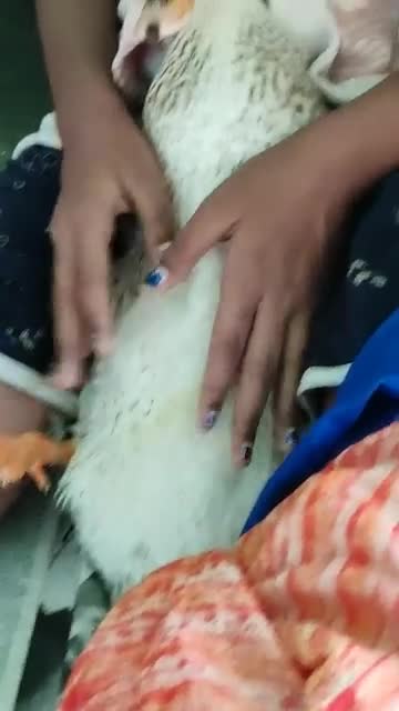 Duck Funny Video 😂 Duck Sleeping funny video 🤣 ll My Pet duck funny video ll Funny duck Video