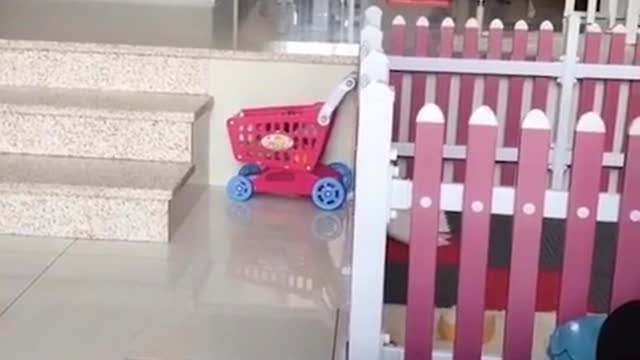 Is this dog gonna die?