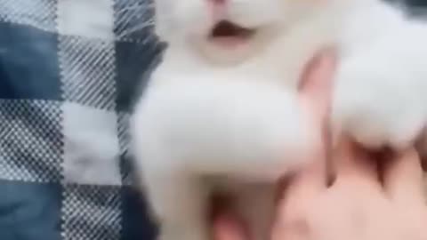 Funny cat video