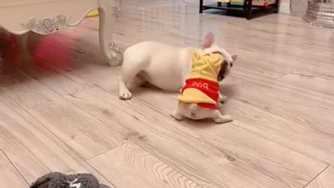 Best Dog Dancing