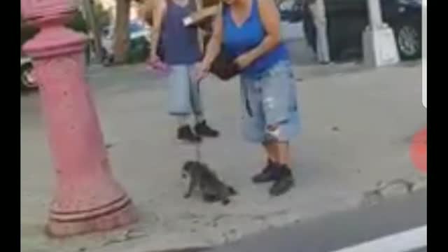 Lady Walking Raccoon