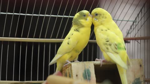 The innocent love of birds