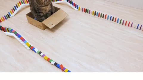 funny cat play domino