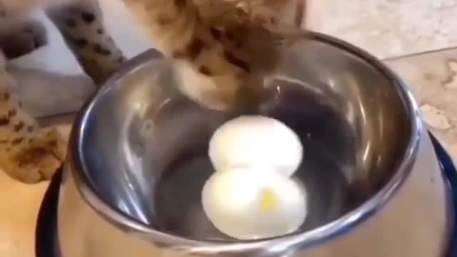 Funny cat eat boiled eggs