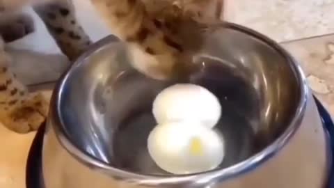 Funny cat eat boiled eggs