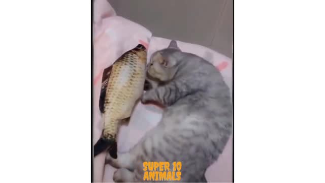 Cat and its fish