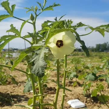 The most lovely flower Beautiful fower