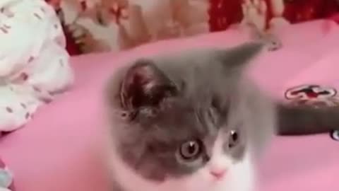 Cat videos🎥