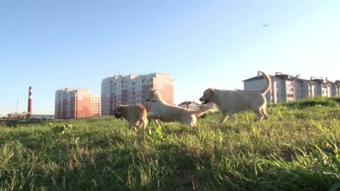 dogs have fun playing outdoors
