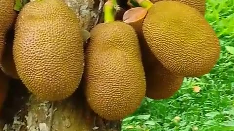 Jackfruit