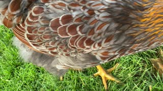 Happy Chickens Enjoy Their Favorite Treat