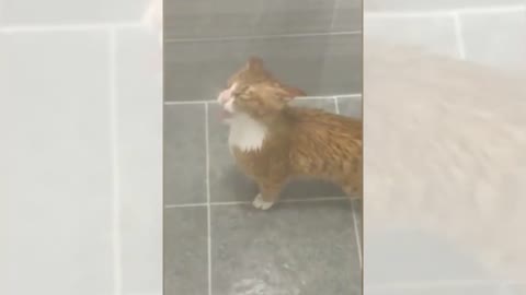 Cute Funny Animals video, The best cats #Short