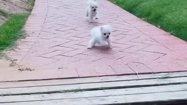 Puppies wait for their crazy brother on a morning walk