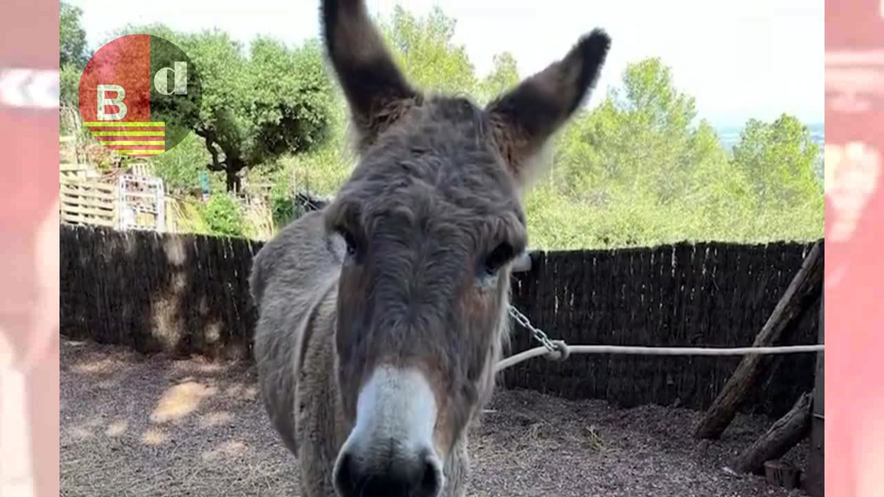 Denunciado por maltrato animal tras arrastrar a un asno con el coche