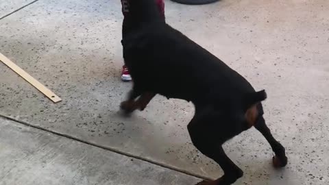 Frisbee Fun with a Furry Friend