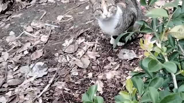 Cat🐈 Cute Video By Kingdom of Awais