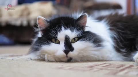 Cat Saves Baby From This Babysitter