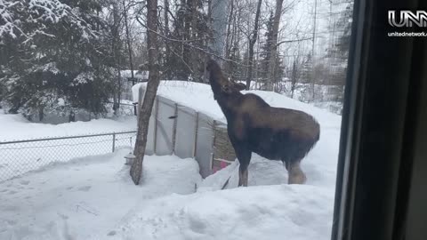 Guess what wandered into our backyard in Anchorage today? A massive moose! It was breathtaking!