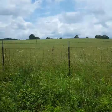 Deer Cought on Video in Potosi Missouri