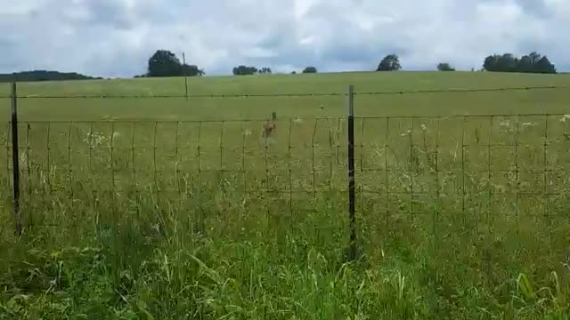 Deer Cought on Video in Potosi Missouri