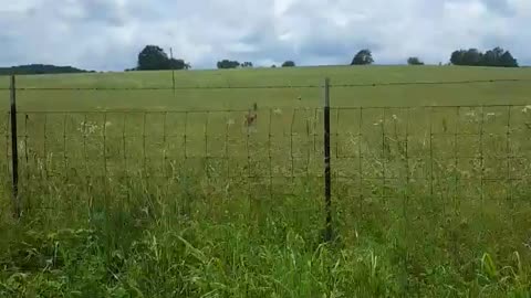 Deer Cought on Video in Potosi Missouri
