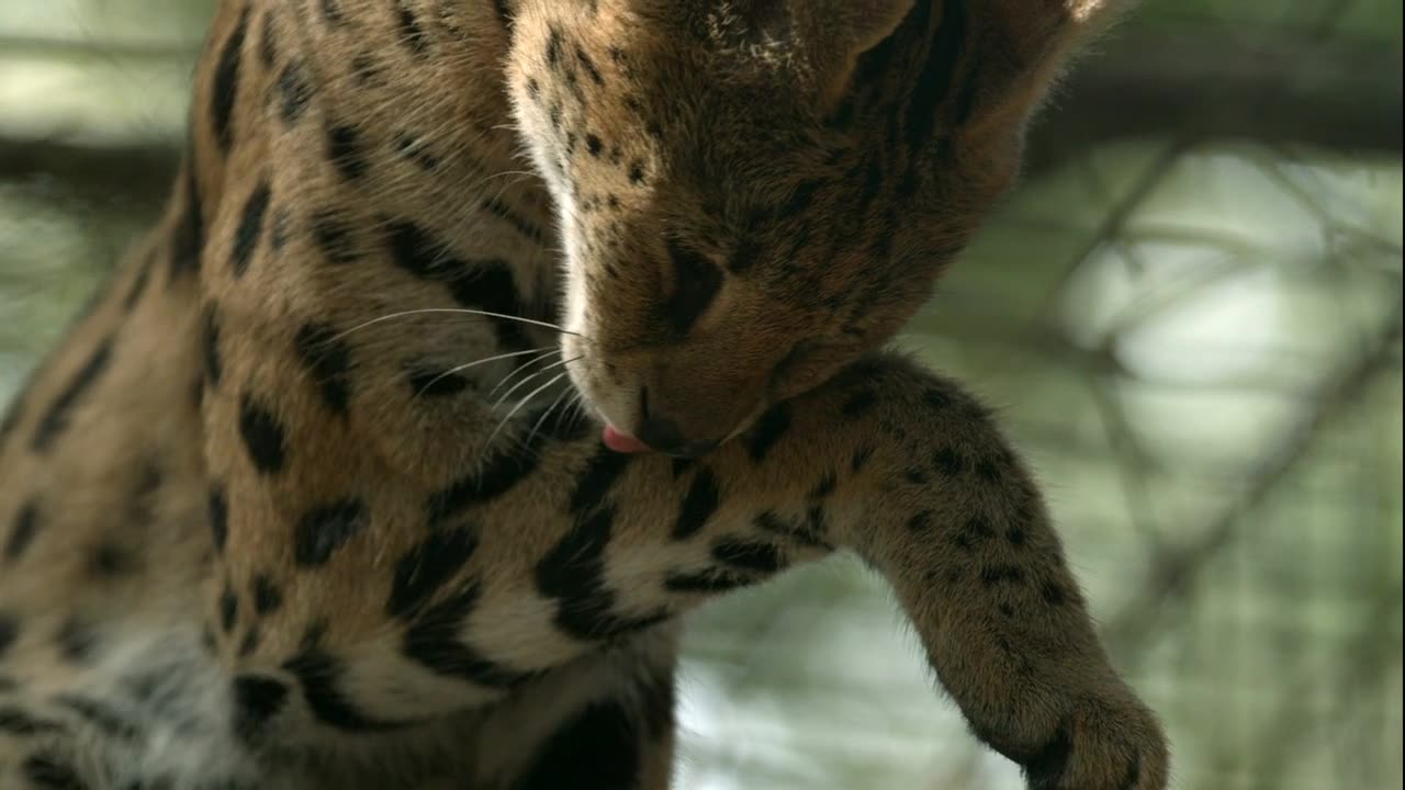 Most Beautiful Baby Cat(Slow Motion) 😍 #India #Cat