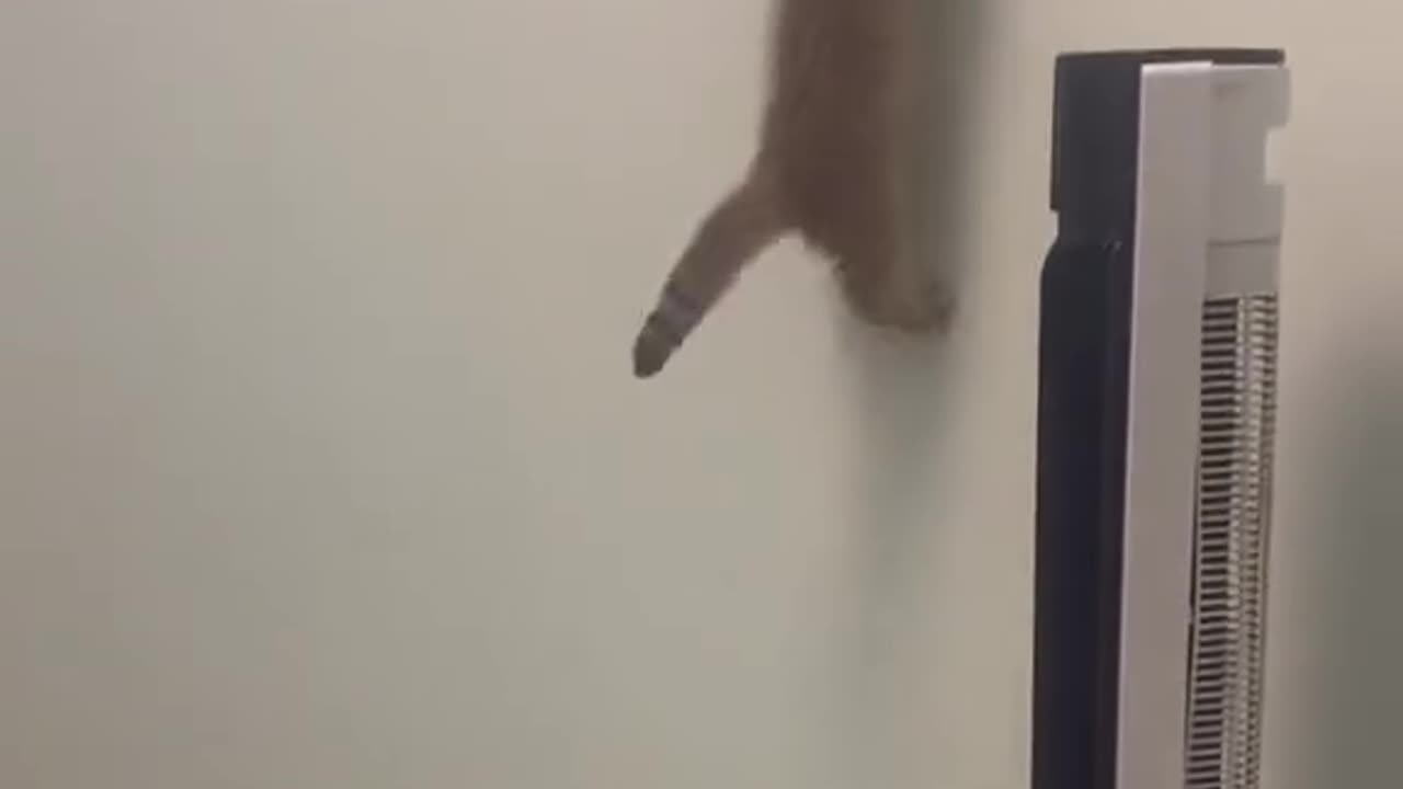 cats wall climbers