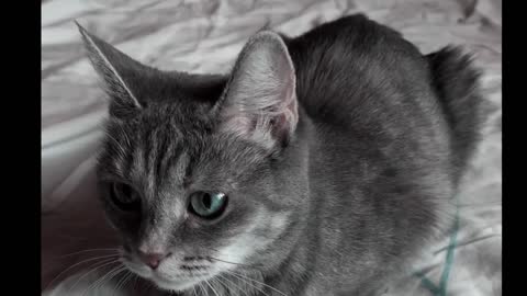 Very very quite cat so interesting😼😻😽