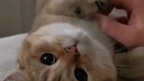 Cute cat 🐈