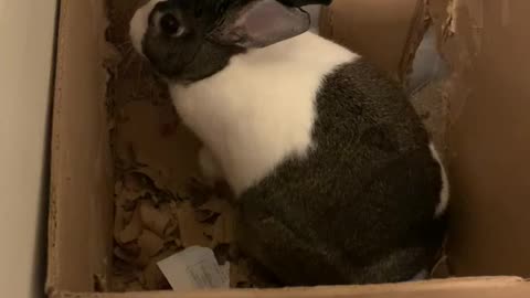 Bunny chewing- prison break