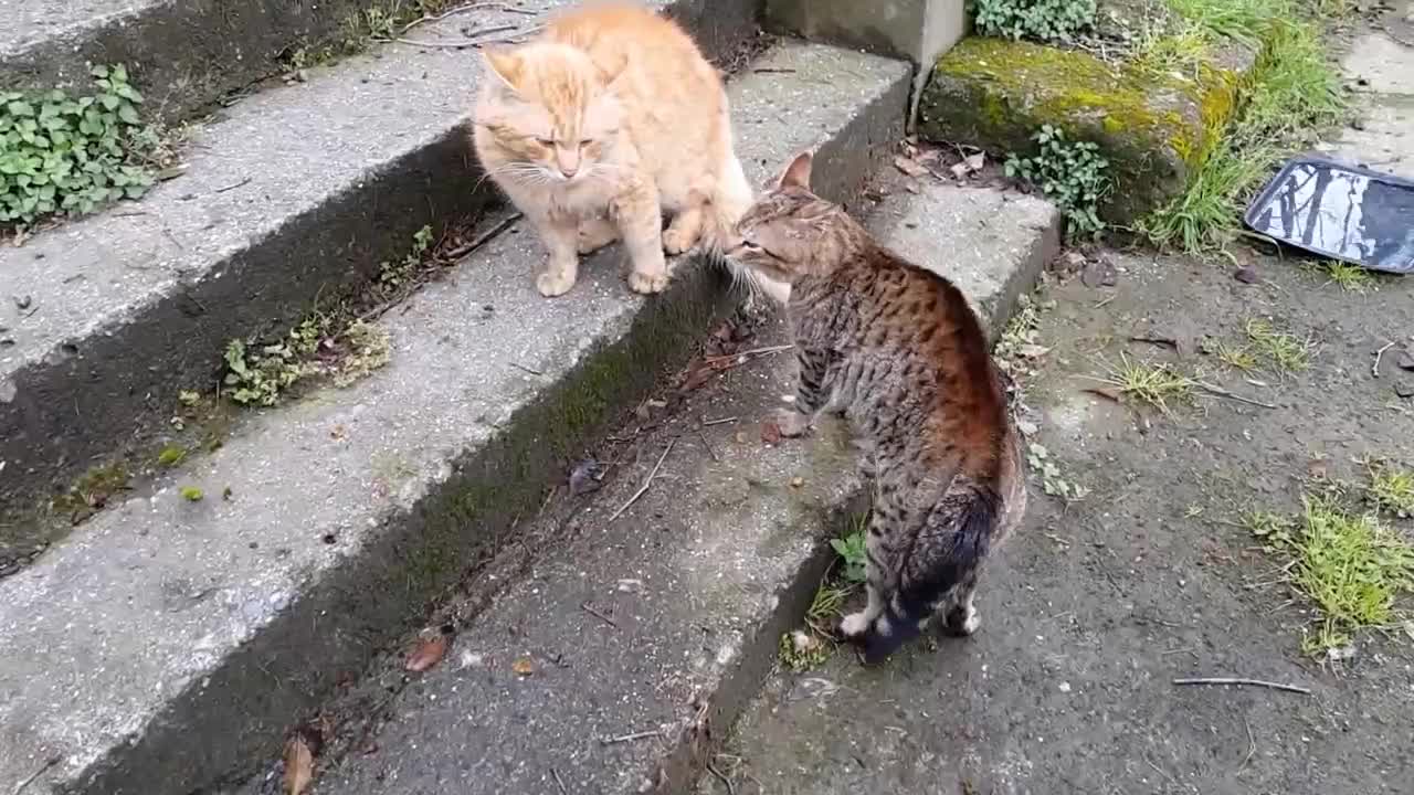 Real cat fight so funny cats- compilation