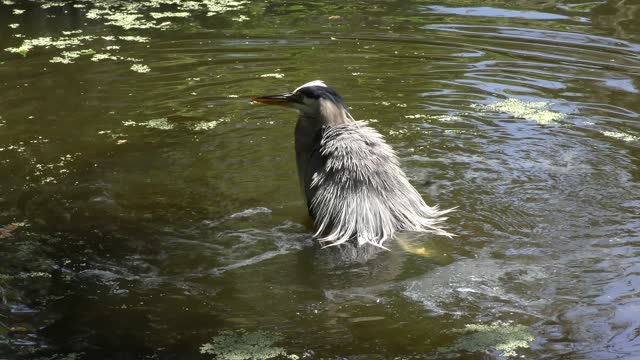 Great blue heron cooling off in the water