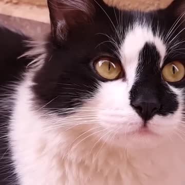 Soo cute cat 😺😺🥰🥰