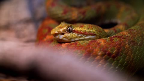 A red corn snake swallowing a rat. Pantherophis guttatus is a North American