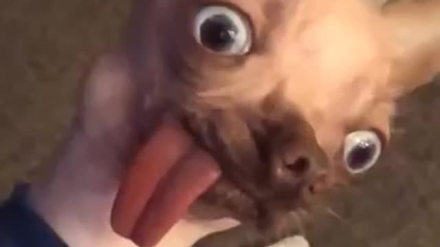 😅Funniest 🐶 Dogs